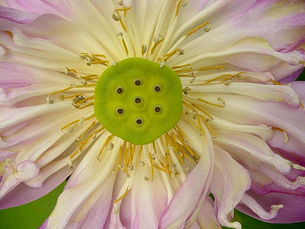 photo by a. fluffy bunny