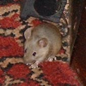 a mouse