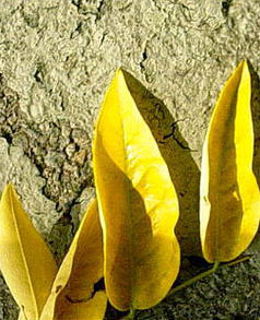 Photo by A. Fluffy Bunny